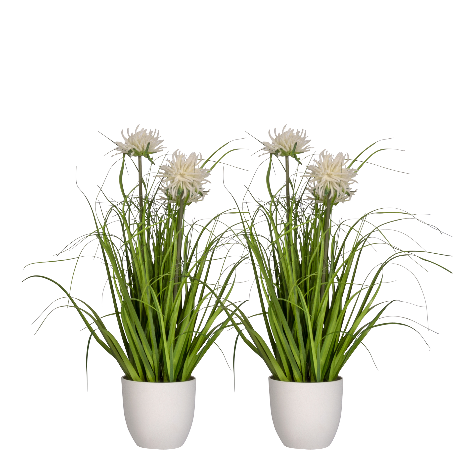 Gras blühend - Übertopf weiss - 60cm - 2 Stück | 60 cm
