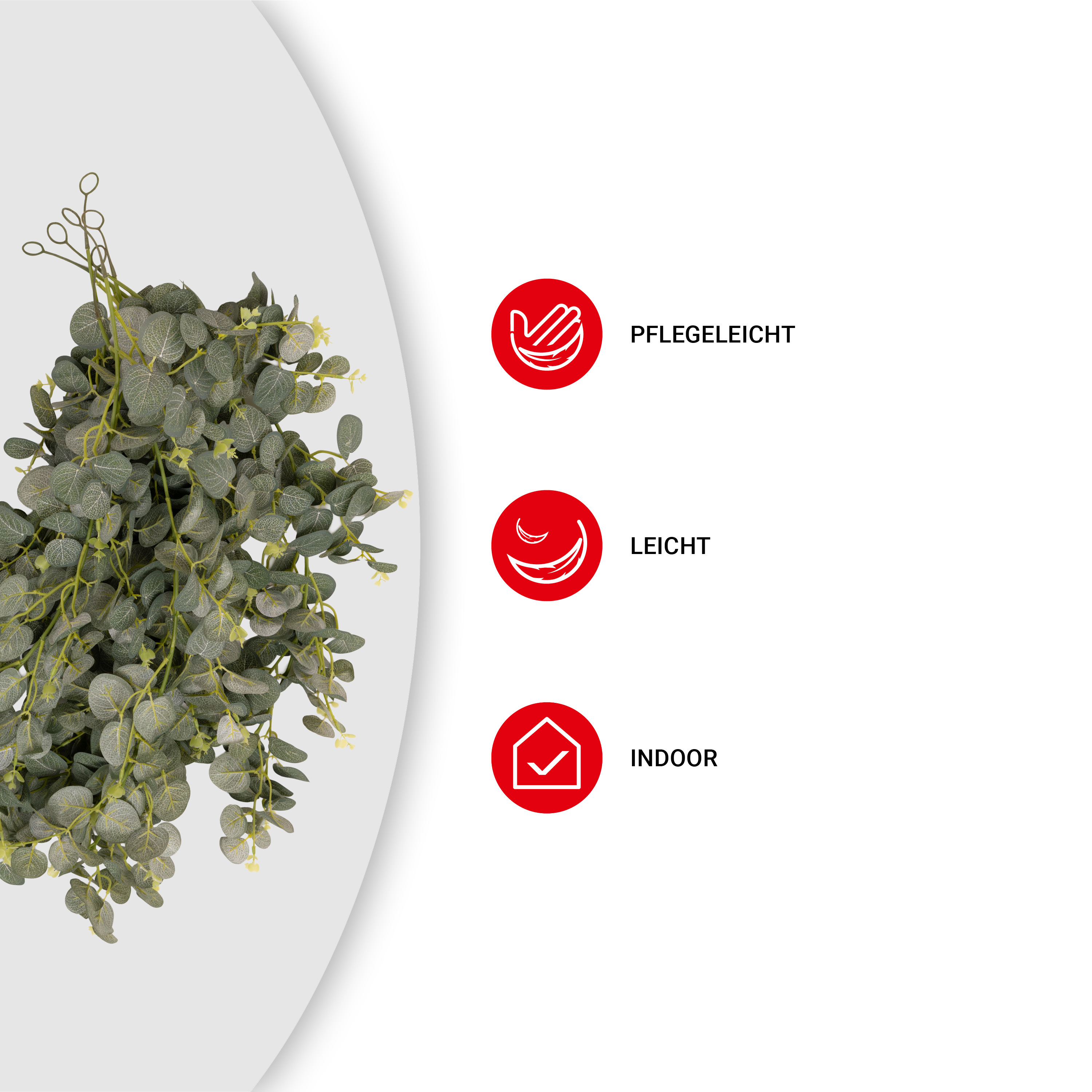 Ranke - Eukalyptus - 75 cm - VE: 6 Stück