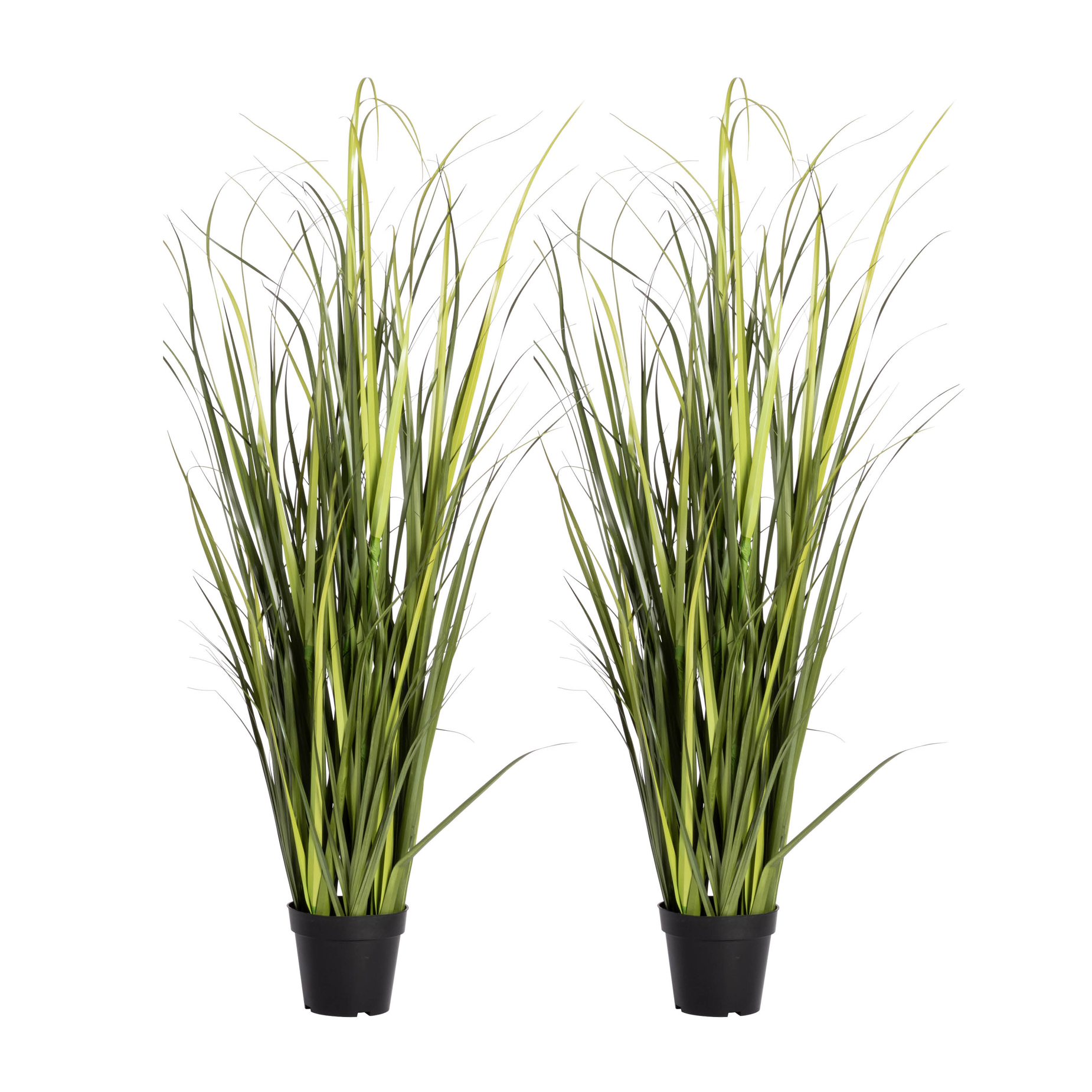 Schilfgras - Übertopf schwarz - 120cm - 2 Stück | 120 cm
